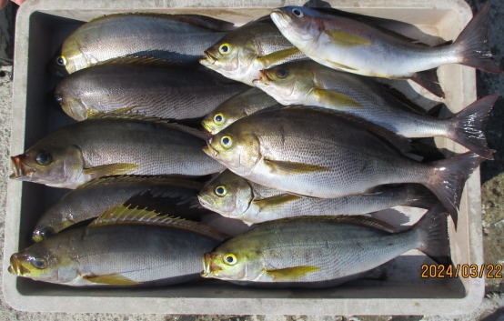 和田島で釣れたアジの釣り・釣果情報 - アングラーズ